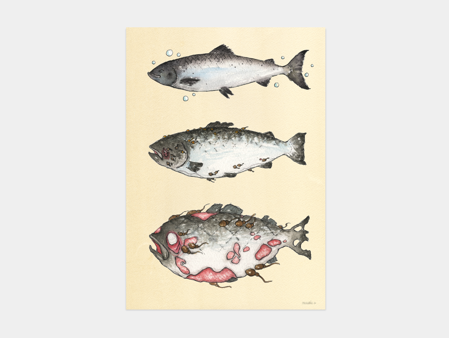 Print A2 - Salmon Louse Queen