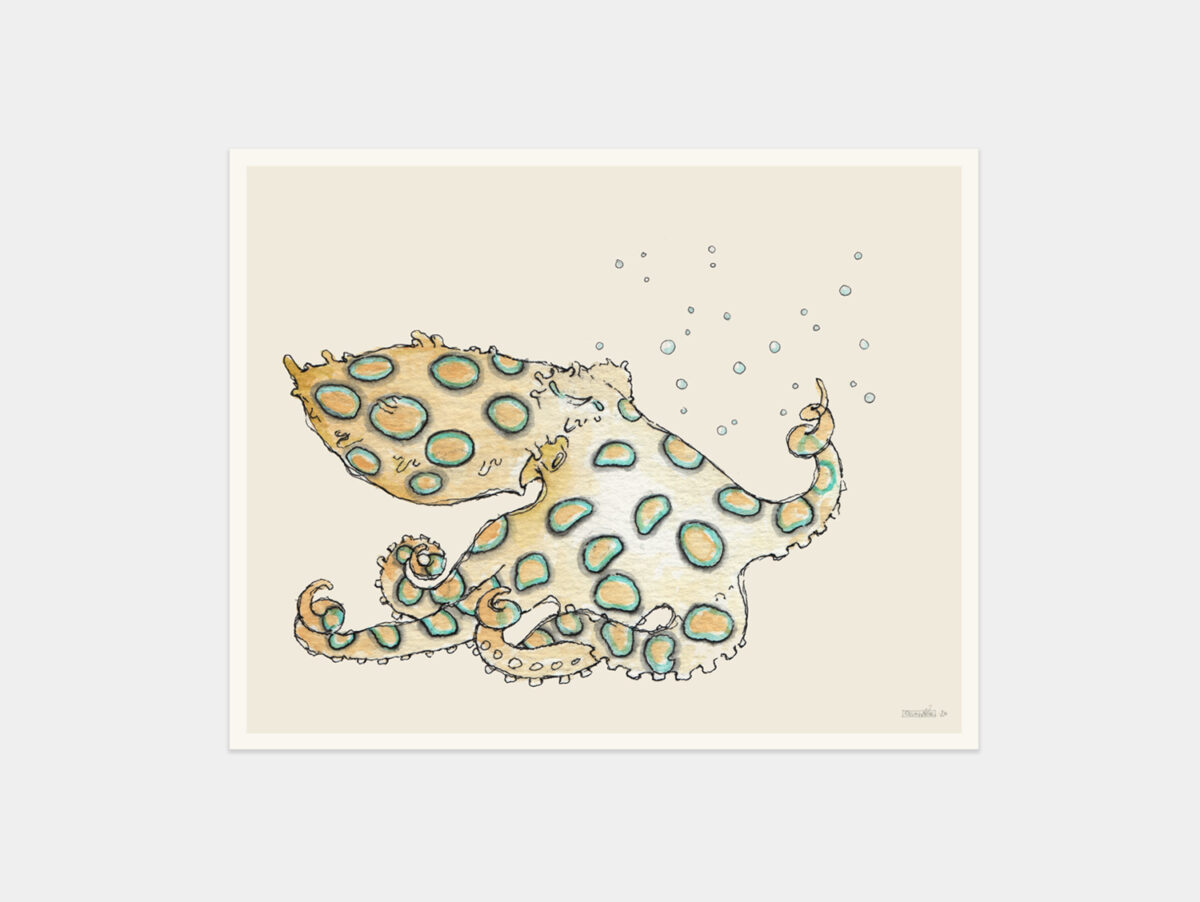 Print 24x30cm - hapalochlaena lunulata