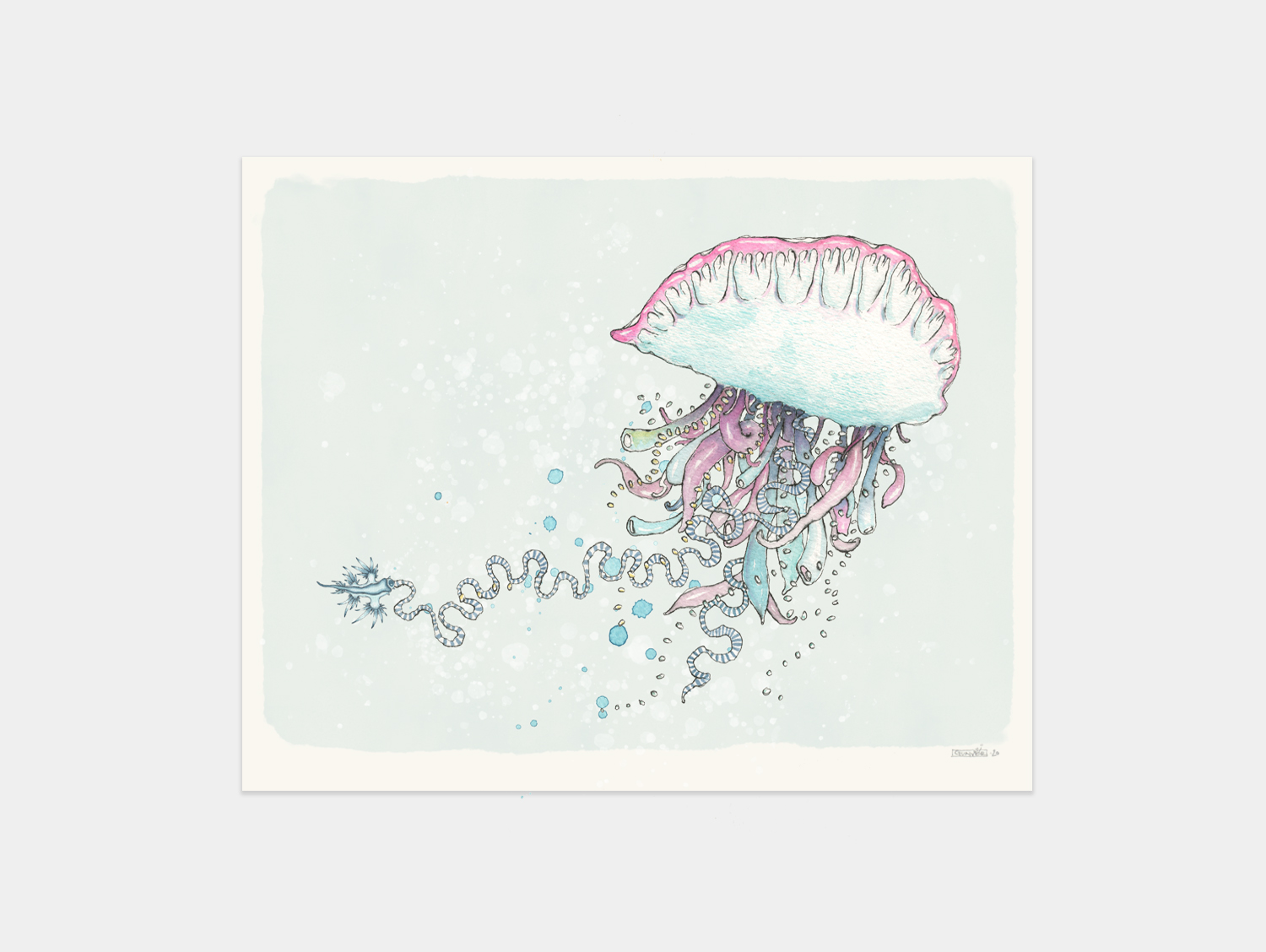 Print 30x40cm – Physalia physalis