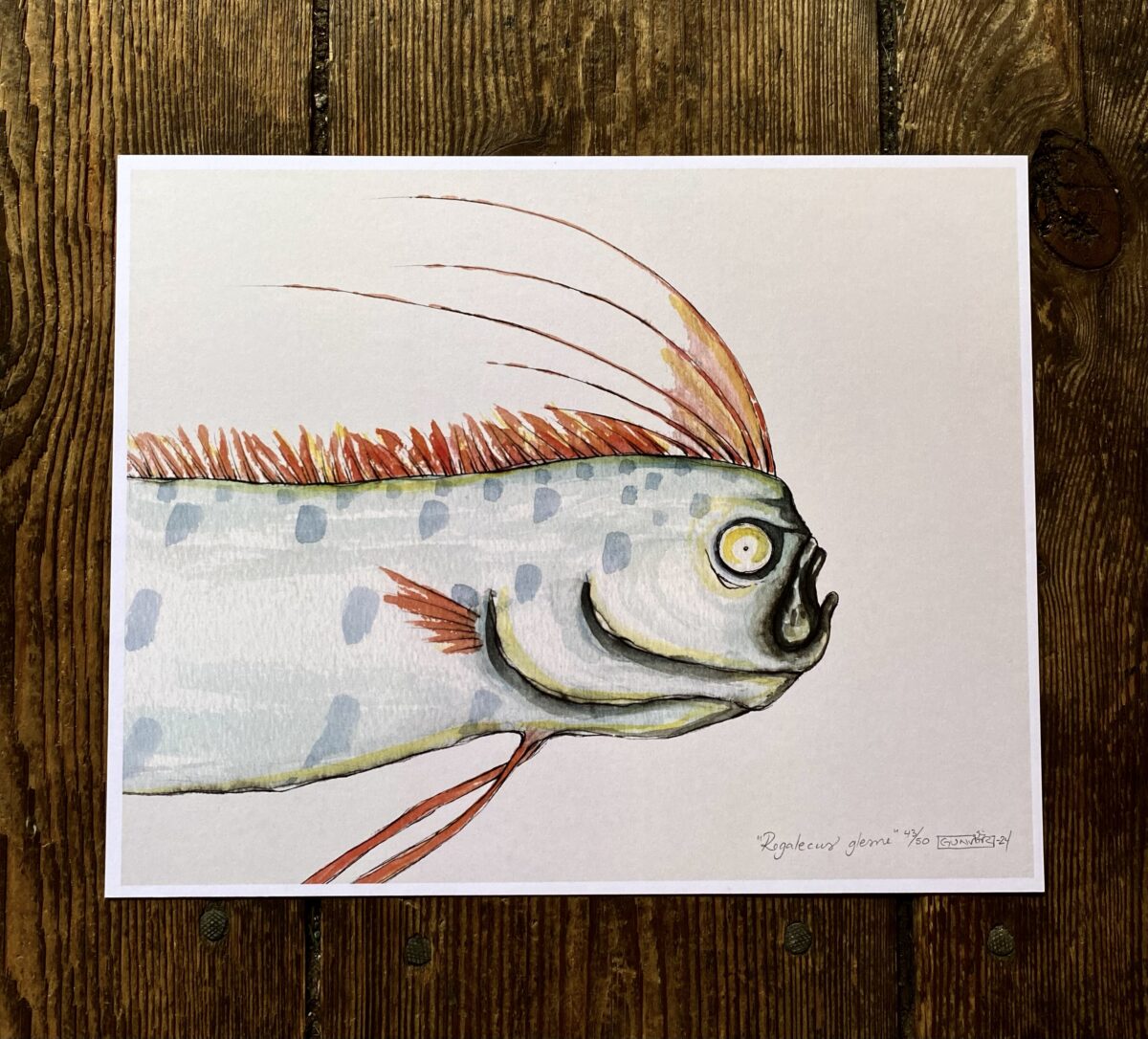 Print 24x30 cm - Regalecus glesne