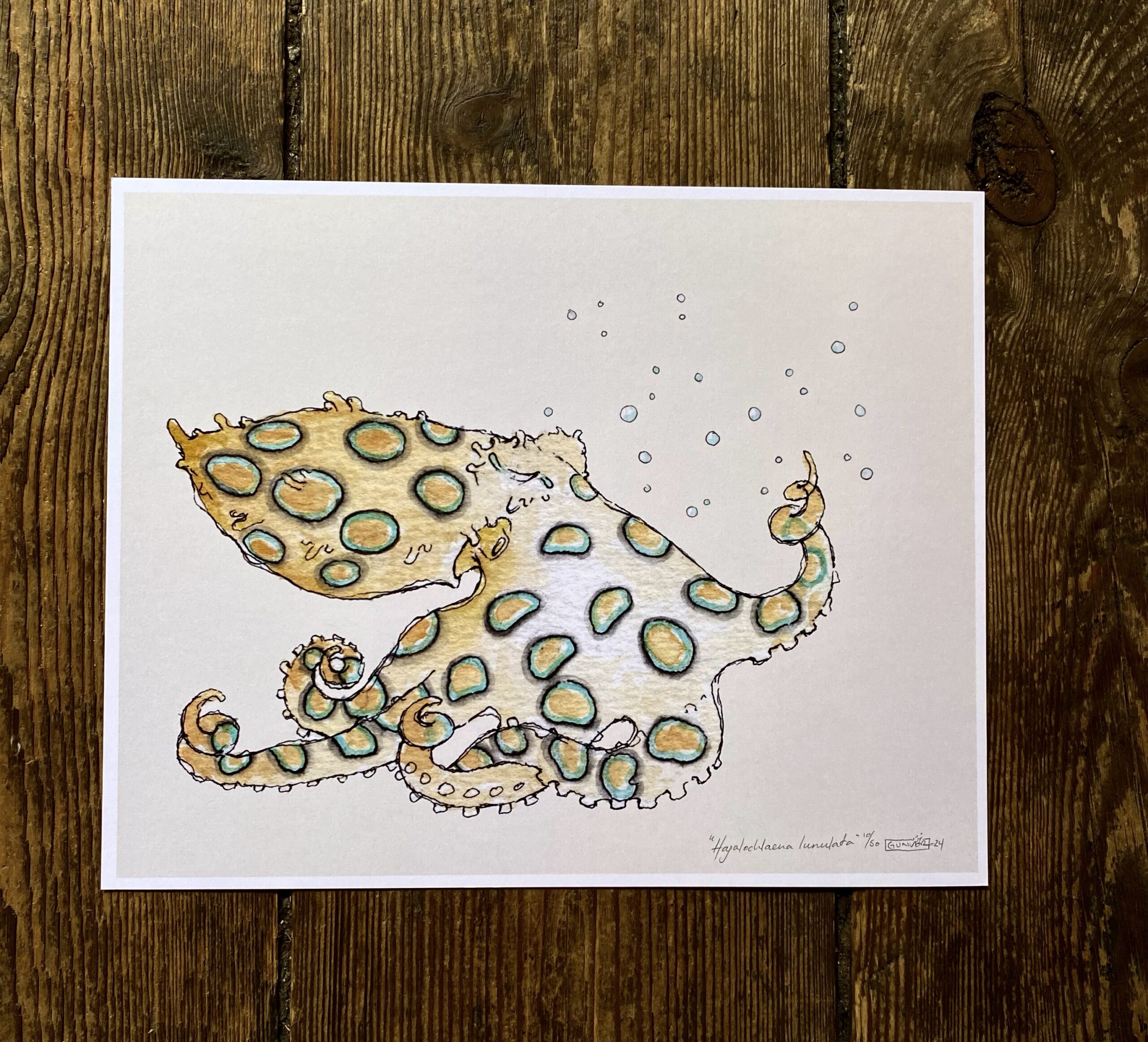 Print 24x30 cm - hapalochlaena lunulata