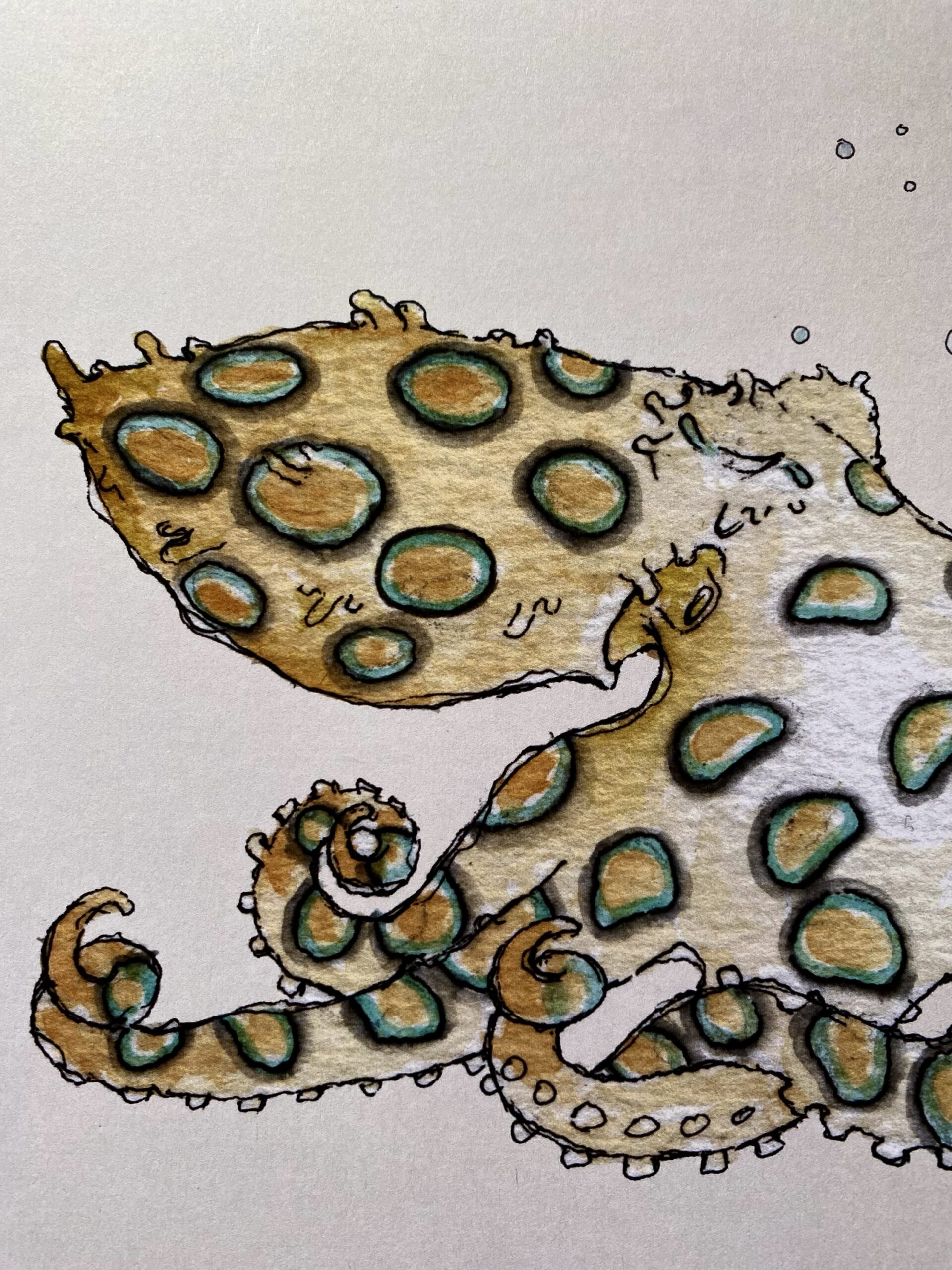 Print 24x30 cm - hapalochlaena lunulata - Image 3