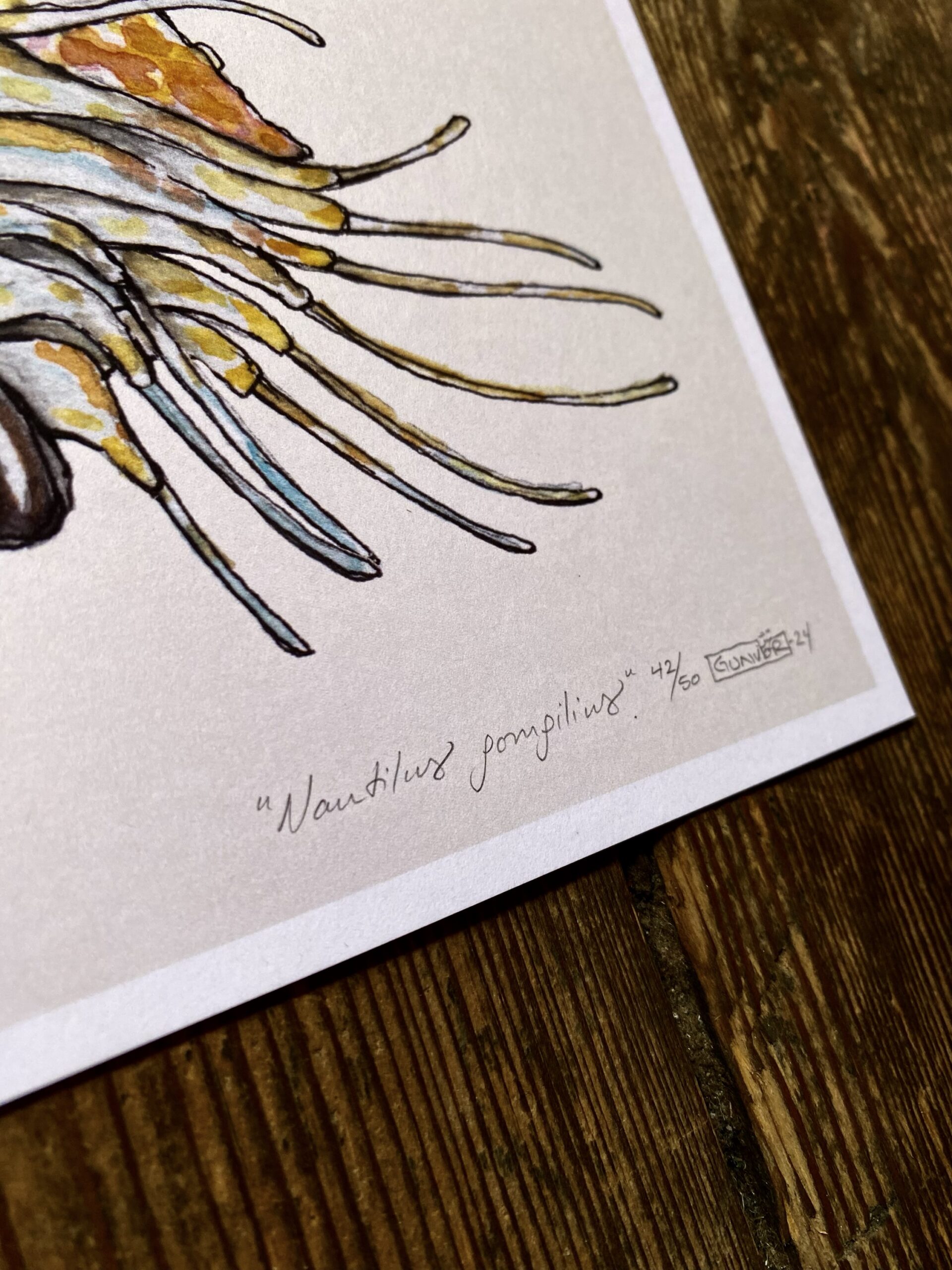Print 24x30 cm - Nautilus pompilius - Image 2