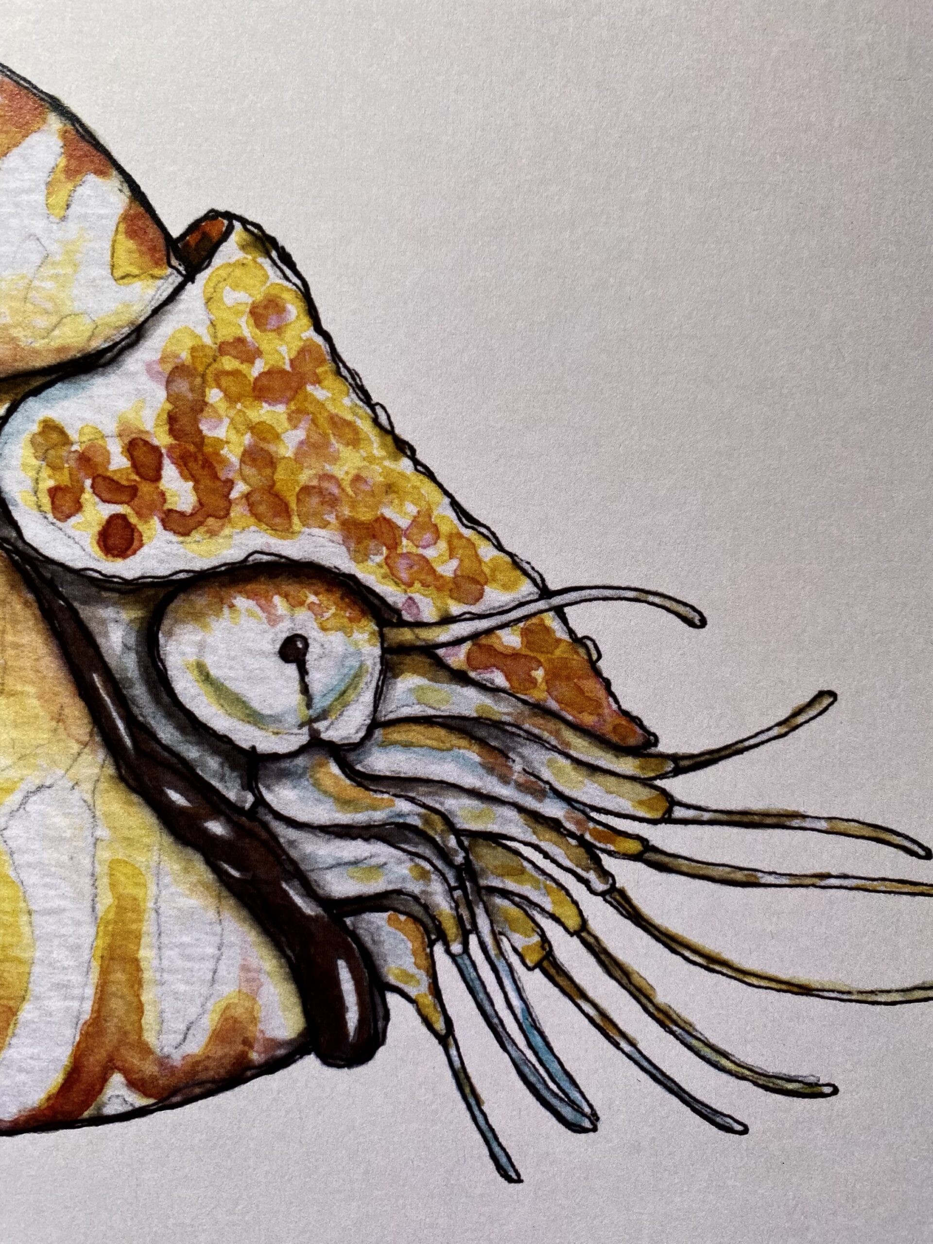 Print 24x30 cm - Nautilus pompilius - Image 3