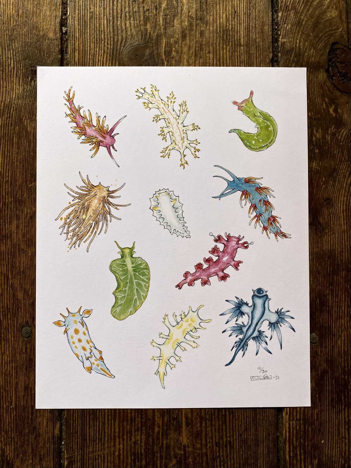 Print 24x30 cm - Nudibranchs