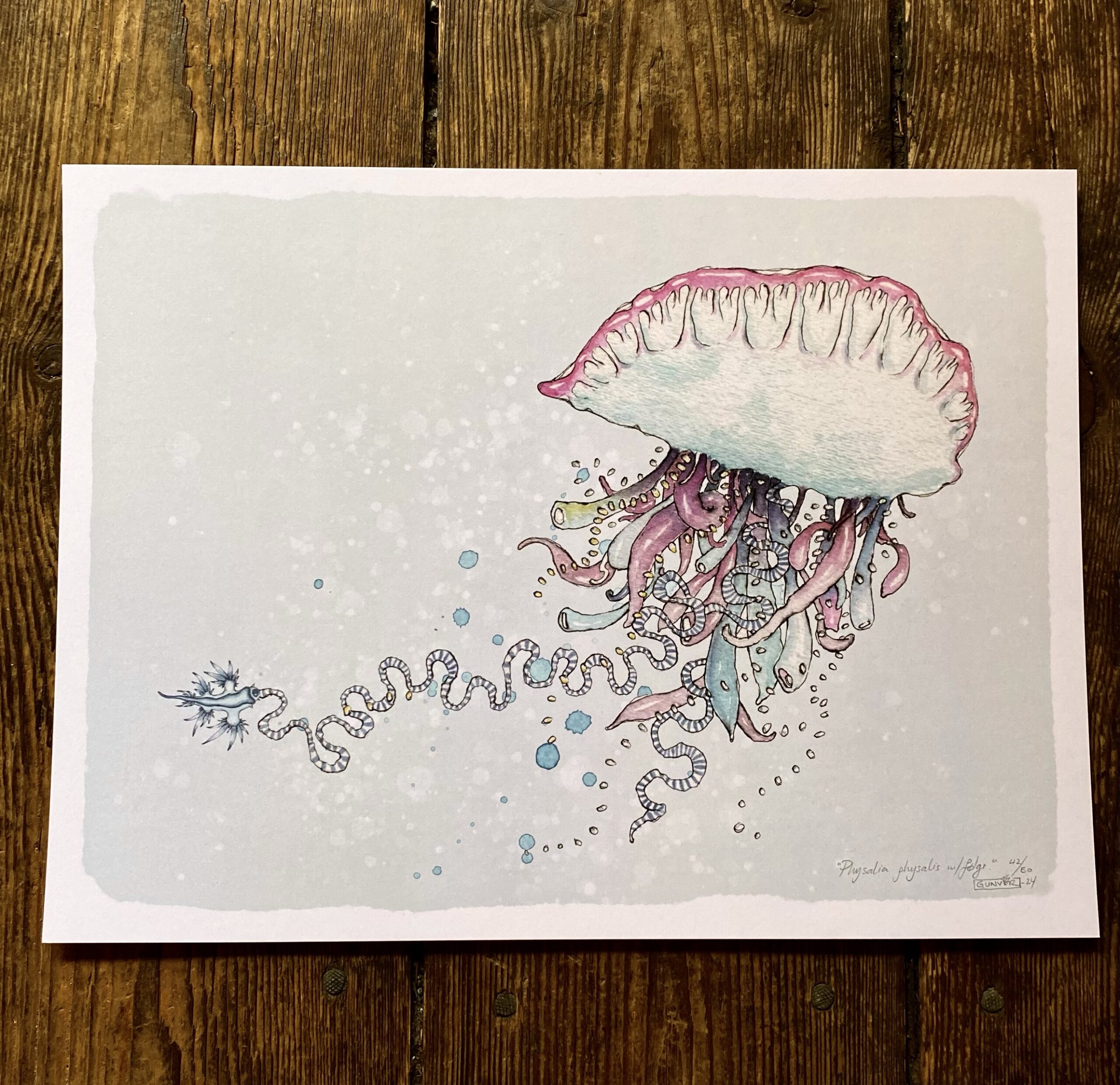 Print 30x40 cm – Physalia physalis