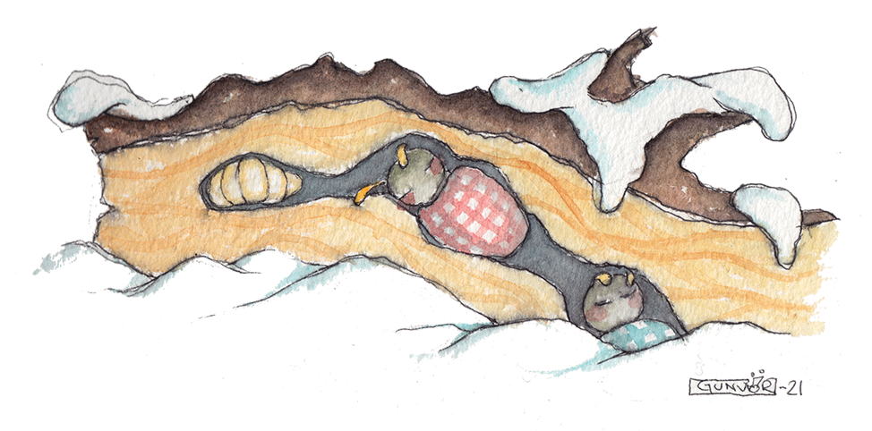 Cute animal illustration by Gunvor Rasmussen