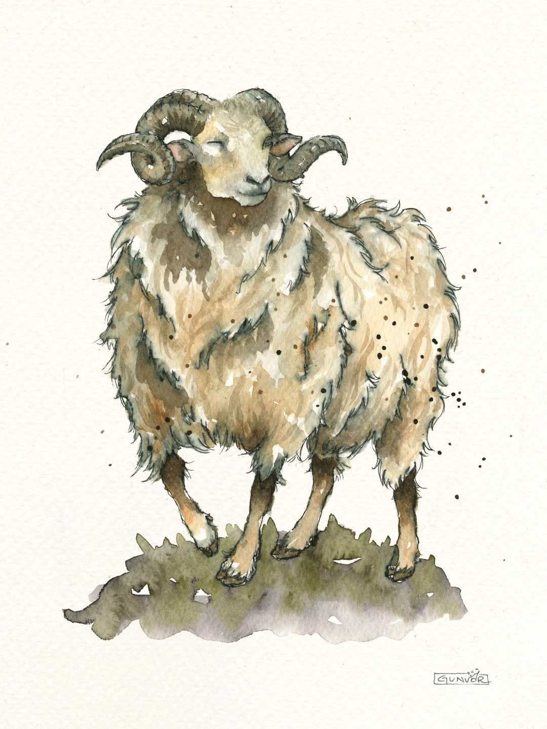 Wild sheep from Bømlo