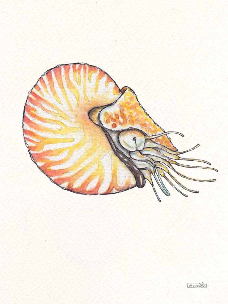 Watercolour and ink nautilus with a striped orange and cream spiral shell, its pale tentacles reaching forward